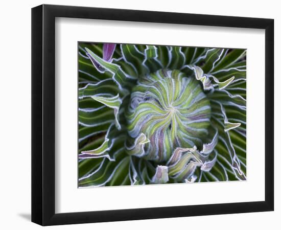 Giant Lobelia Rosette of Leaves, Mount Kenya National Park, Kenya-Martin Zwick-Framed Photographic Print