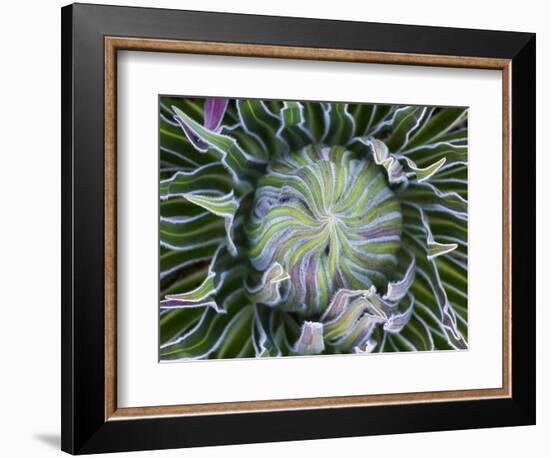 Giant Lobelia Rosette of Leaves, Mount Kenya National Park, Kenya-Martin Zwick-Framed Photographic Print