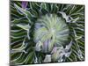 Giant Lobelia Rosette of Leaves, Mount Kenya National Park, Kenya-Martin Zwick-Mounted Photographic Print