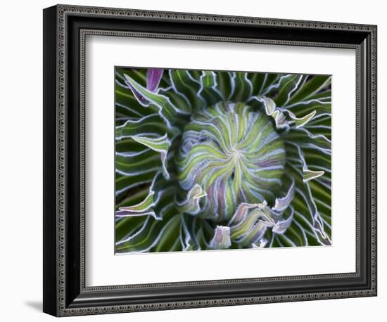 Giant Lobelia Rosette of Leaves, Mount Kenya National Park, Kenya-Martin Zwick-Framed Photographic Print