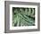 Giant Lobelia Rosette of Leaves, Mount Kenya National Park, Kenya-Martin Zwick-Framed Photographic Print