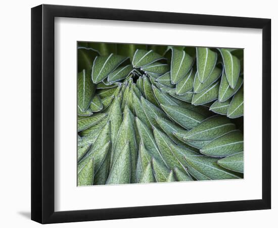 Giant Lobelia Rosette of Leaves, Mount Kenya National Park, Kenya-Martin Zwick-Framed Photographic Print