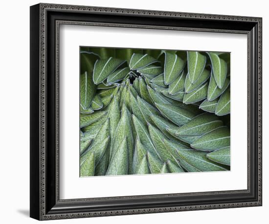 Giant Lobelia Rosette of Leaves, Mount Kenya National Park, Kenya-Martin Zwick-Framed Photographic Print