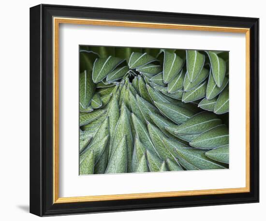 Giant Lobelia Rosette of Leaves, Mount Kenya National Park, Kenya-Martin Zwick-Framed Photographic Print