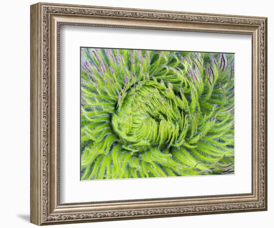 Giant Lobelia Rosette of Leaves, Mount Kenya National Park, Kenya-Martin Zwick-Framed Photographic Print