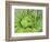 Giant Lobelia Rosette of Leaves, Mount Kenya National Park, Kenya-Martin Zwick-Framed Photographic Print