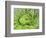 Giant Lobelia Rosette of Leaves, Mount Kenya National Park, Kenya-Martin Zwick-Framed Photographic Print