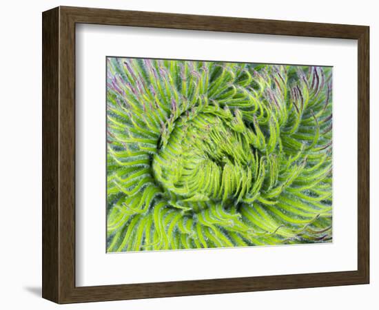 Giant Lobelia Rosette of Leaves, Mount Kenya National Park, Kenya-Martin Zwick-Framed Photographic Print