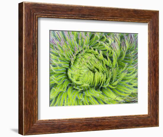 Giant Lobelia Rosette of Leaves, Mount Kenya National Park, Kenya-Martin Zwick-Framed Photographic Print