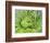 Giant Lobelia Rosette of Leaves, Mount Kenya National Park, Kenya-Martin Zwick-Framed Photographic Print