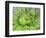 Giant Lobelia Rosette of Leaves, Mount Kenya National Park, Kenya-Martin Zwick-Framed Photographic Print