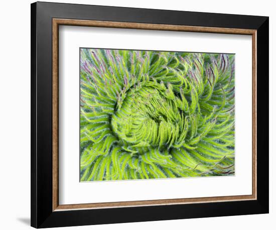 Giant Lobelia Rosette of Leaves, Mount Kenya National Park, Kenya-Martin Zwick-Framed Photographic Print