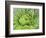 Giant Lobelia Rosette of Leaves, Mount Kenya National Park, Kenya-Martin Zwick-Framed Photographic Print