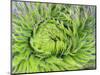 Giant Lobelia Rosette of Leaves, Mount Kenya National Park, Kenya-Martin Zwick-Mounted Photographic Print