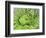 Giant Lobelia Rosette of Leaves, Mount Kenya National Park, Kenya-Martin Zwick-Framed Photographic Print