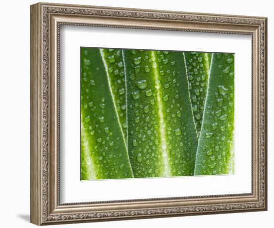 Giant Lobelia Rosette of Leaves, Mount Kenya National Park, Kenya-Martin Zwick-Framed Photographic Print