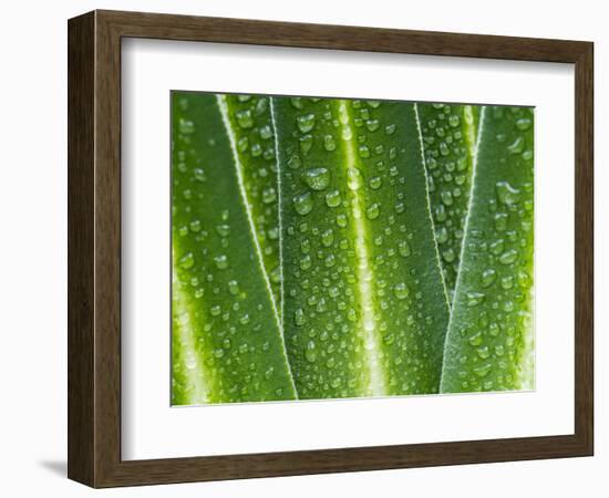 Giant Lobelia Rosette of Leaves, Mount Kenya National Park, Kenya-Martin Zwick-Framed Photographic Print