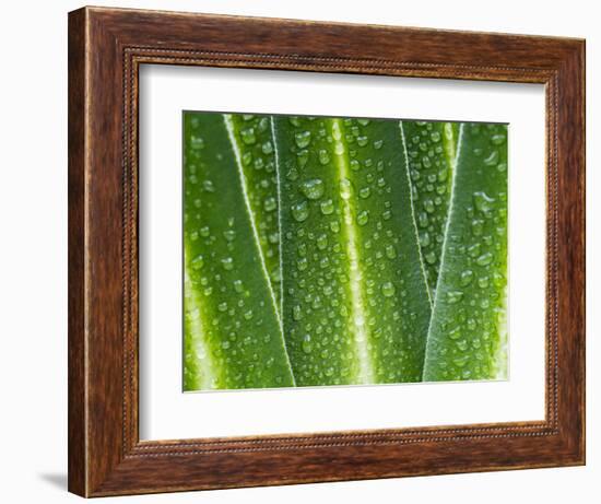 Giant Lobelia Rosette of Leaves, Mount Kenya National Park, Kenya-Martin Zwick-Framed Photographic Print