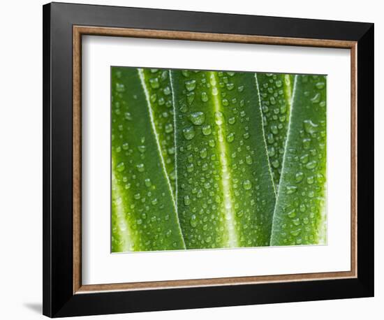 Giant Lobelia Rosette of Leaves, Mount Kenya National Park, Kenya-Martin Zwick-Framed Photographic Print