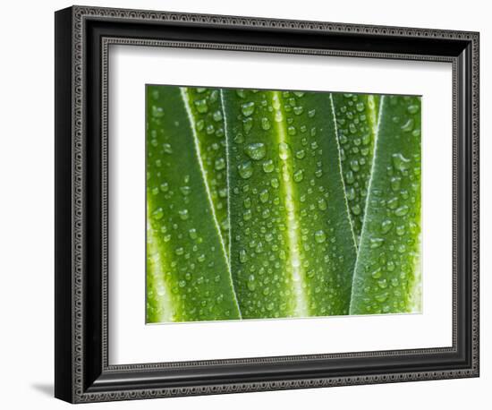 Giant Lobelia Rosette of Leaves, Mount Kenya National Park, Kenya-Martin Zwick-Framed Photographic Print