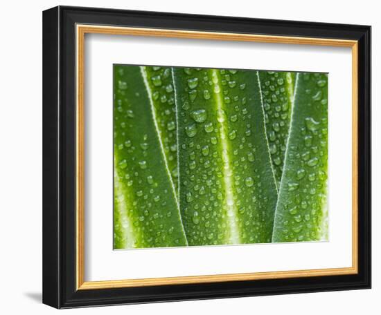 Giant Lobelia Rosette of Leaves, Mount Kenya National Park, Kenya-Martin Zwick-Framed Photographic Print