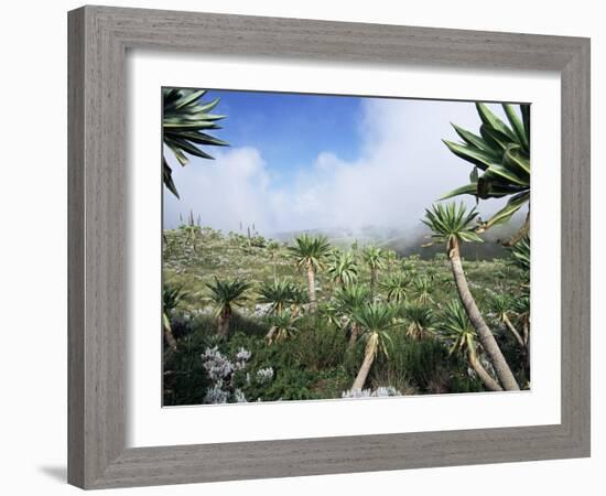 Giant Lobelias in Highlands, Guassa Region, Ethiopia-George Chan-Framed Photographic Print