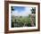 Giant Lobelias in Highlands, Guassa Region, Ethiopia-George Chan-Framed Photographic Print