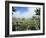 Giant Lobelias in Highlands, Guassa Region, Ethiopia-George Chan-Framed Photographic Print