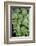 Giant Maindenhair Fern-Lisa Engelbrecht-Framed Photographic Print