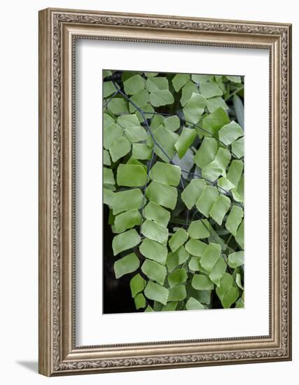 Giant Maindenhair Fern-Lisa Engelbrecht-Framed Photographic Print