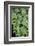 Giant Maindenhair Fern-Lisa Engelbrecht-Framed Photographic Print