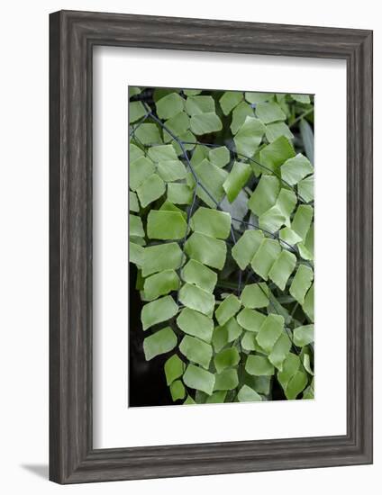 Giant Maindenhair Fern-Lisa Engelbrecht-Framed Photographic Print