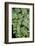 Giant Maindenhair Fern-Lisa Engelbrecht-Framed Photographic Print