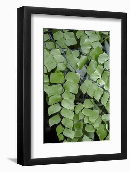 Giant Maindenhair Fern-Lisa Engelbrecht-Framed Photographic Print