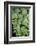 Giant Maindenhair Fern-Lisa Engelbrecht-Framed Photographic Print