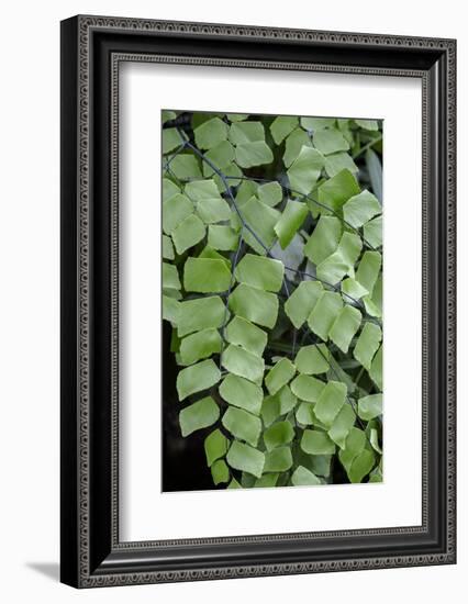 Giant Maindenhair Fern-Lisa Engelbrecht-Framed Photographic Print