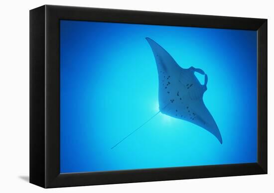 Giant Manta Ray-Matthew Oldfield-Framed Premier Image Canvas