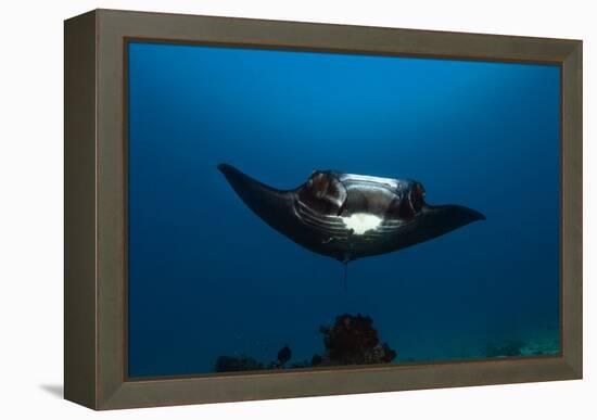 Giant Manta Ray-Matthew Oldfield-Framed Premier Image Canvas