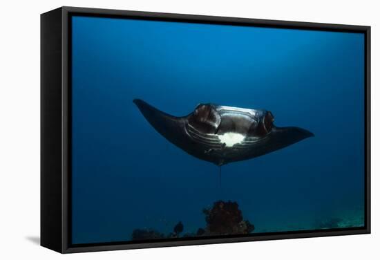 Giant Manta Ray-Matthew Oldfield-Framed Premier Image Canvas