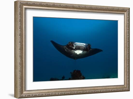 Giant Manta Ray-Matthew Oldfield-Framed Photographic Print