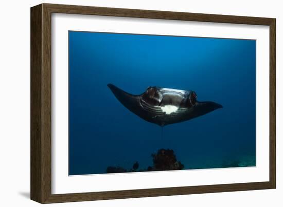 Giant Manta Ray-Matthew Oldfield-Framed Photographic Print