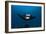 Giant Manta Ray-Matthew Oldfield-Framed Photographic Print