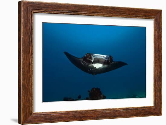 Giant Manta Ray-Matthew Oldfield-Framed Photographic Print