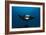 Giant Manta Ray-Matthew Oldfield-Framed Photographic Print