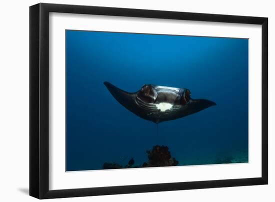 Giant Manta Ray-Matthew Oldfield-Framed Photographic Print