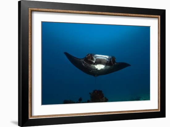 Giant Manta Ray-Matthew Oldfield-Framed Photographic Print