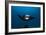 Giant Manta Ray-Matthew Oldfield-Framed Photographic Print