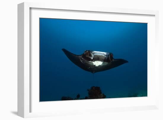 Giant Manta Ray-Matthew Oldfield-Framed Photographic Print