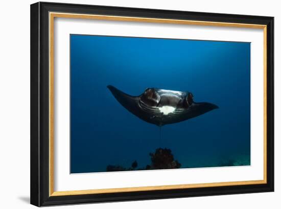 Giant Manta Ray-Matthew Oldfield-Framed Photographic Print