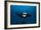 Giant Manta Ray-Matthew Oldfield-Framed Photographic Print